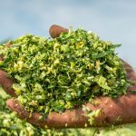 shutterstock_385260625_1200x628